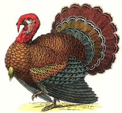 White House Thanksgiving Dinner Regular Fair With A Grand Finale